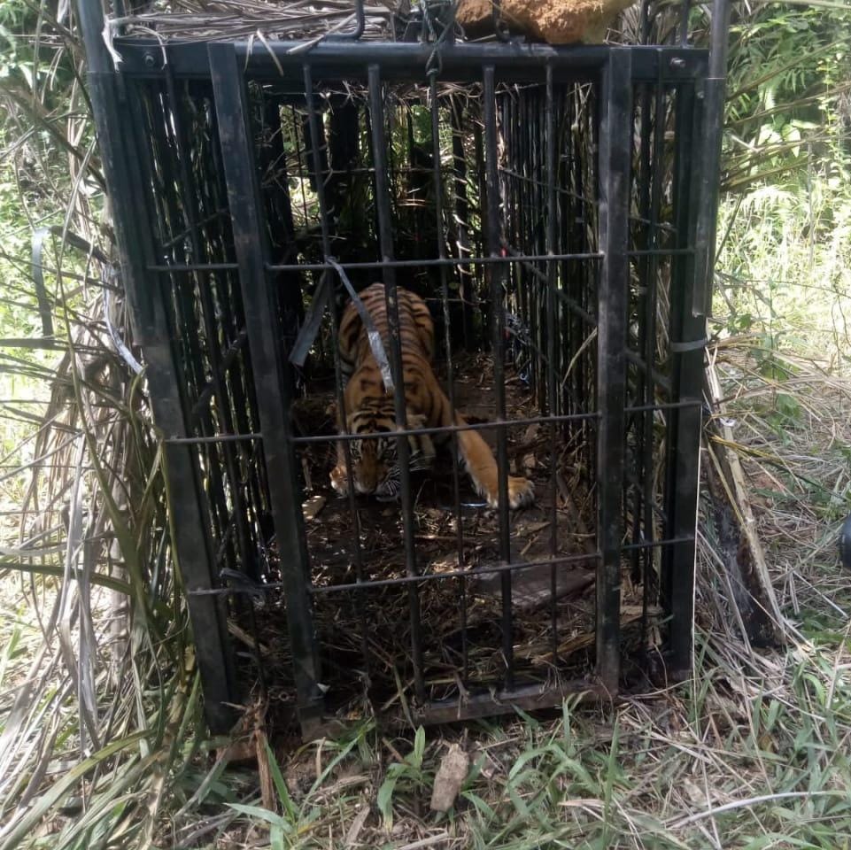 Harimau Diselamatkan Dari Perkebunan Kelapa Sawit di Kabupaten Pasaman Barat