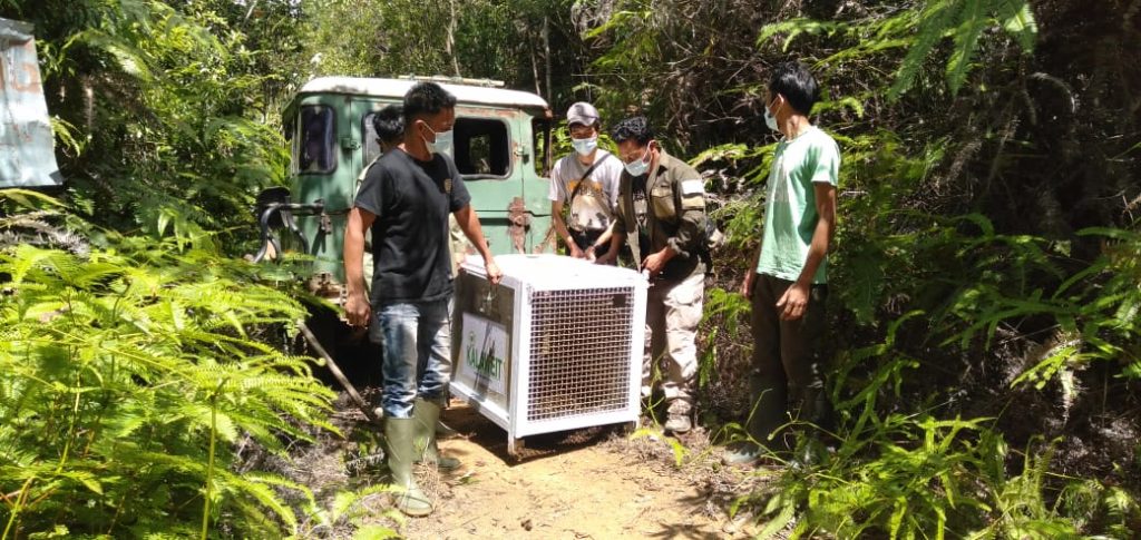 Macan Dahan (Neofelis diardi diardi) akhirnya dilepasliarkan di Nagari Supayang