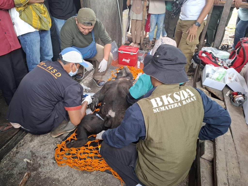 Resort Barisan Solok Bersama PR-HSD Evakuasi Satwa Liar Beruang Madu di Nagari Talang Babungo, Kec. Hiliran Gumanti