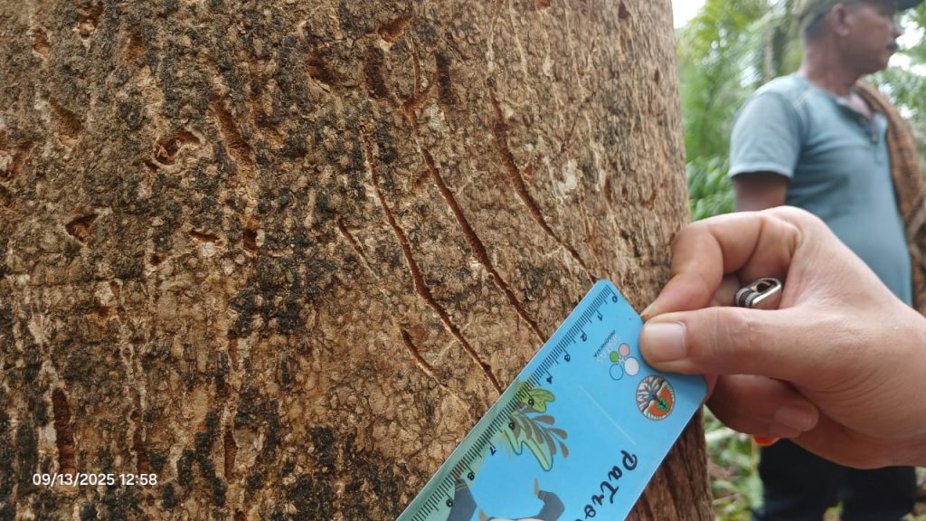 Tangani Konflik Beruang Madu, Balai KSDA Sumbar Lakukan Patroli dan Sosialisasi