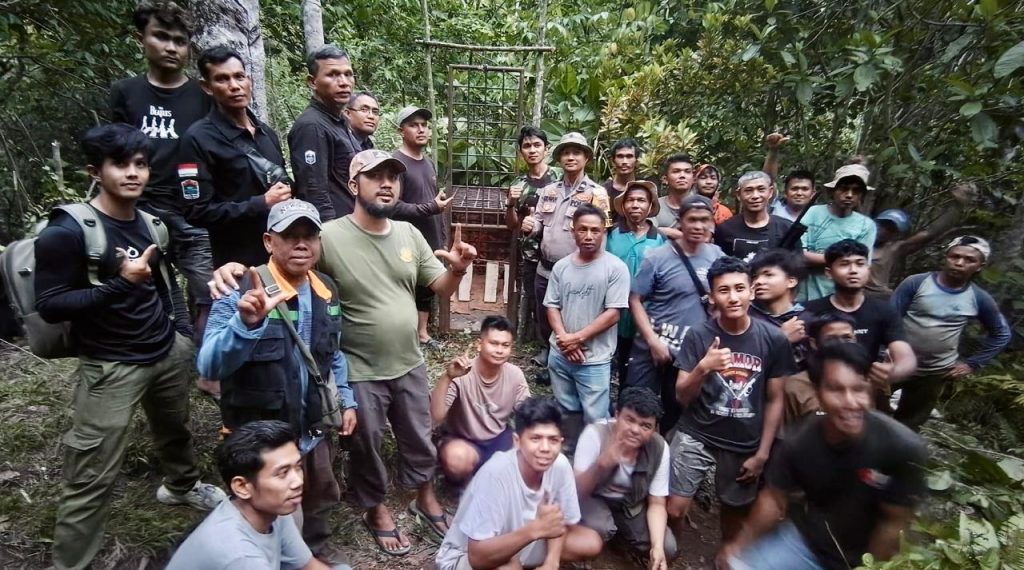 BKSDA Sumbar Tangani Interaksi Negatif Manusia dan Harimau Sumatera di Solok Selatan